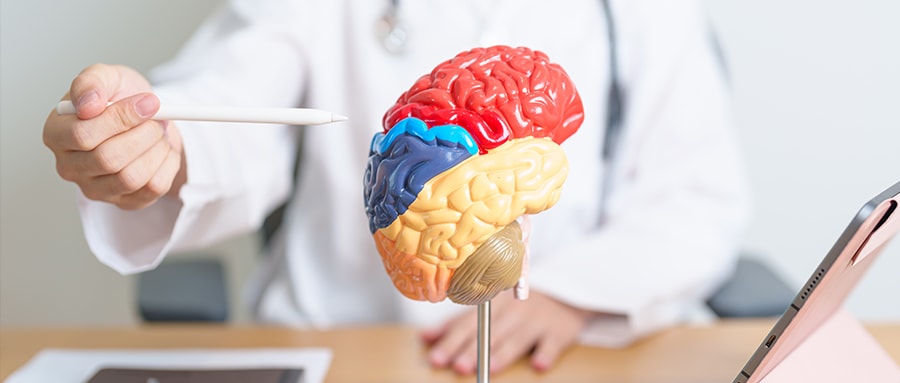 Neuroscience Summer Research Programs