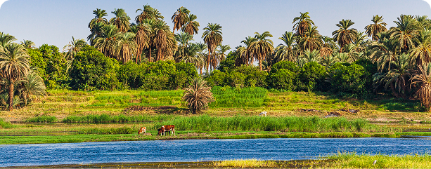 Centralized Bio-Digestion for Egypt’s Agricultural Waste