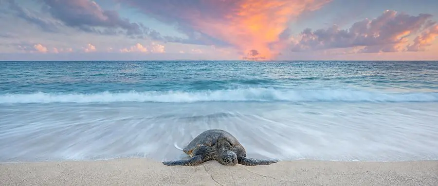 16 Best Research Programs in Hawaii