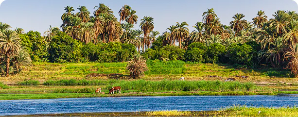 Centralized Bio-Digestion for Egypt’s Agricultural Waste
